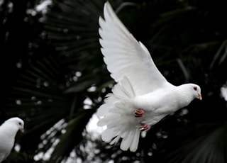 two white doves flying