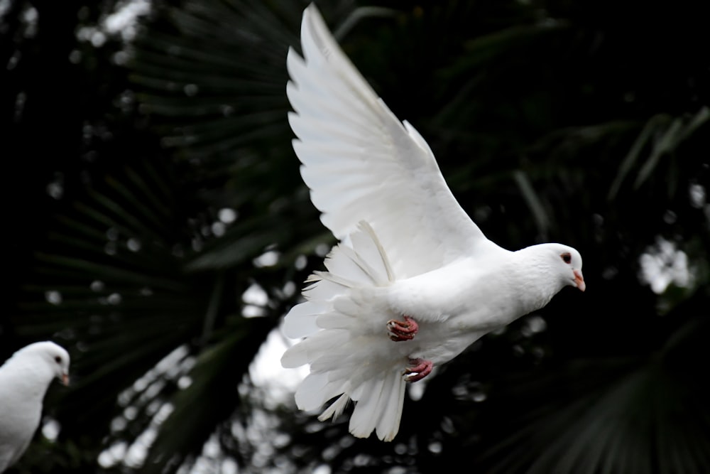 two white doves flying