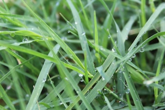 Close-up view of vibrant green grass blades covered with glistening water droplets, creating a fresh and natural appearance.