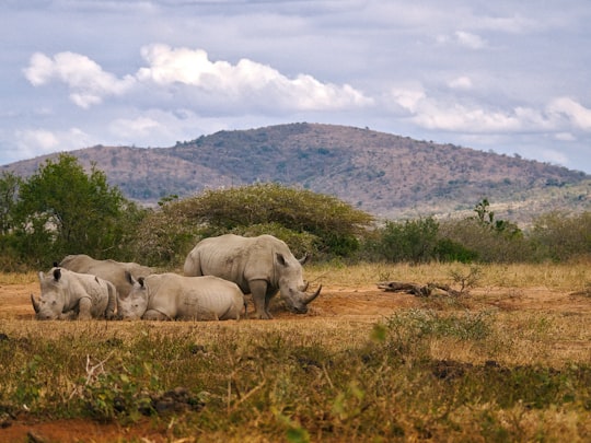 herd of gray Rhinoceros resting on ground during day in Hluhluwe–iMfolozi Park South Africa