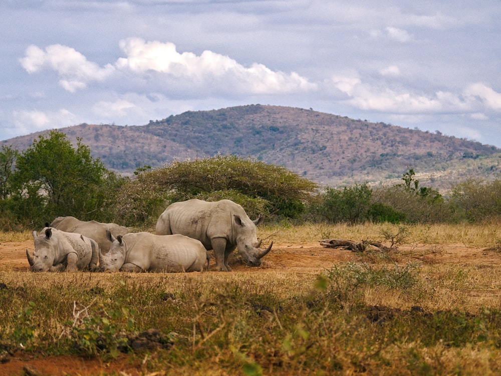 herd of gray Rhinoceros resting on ground during day