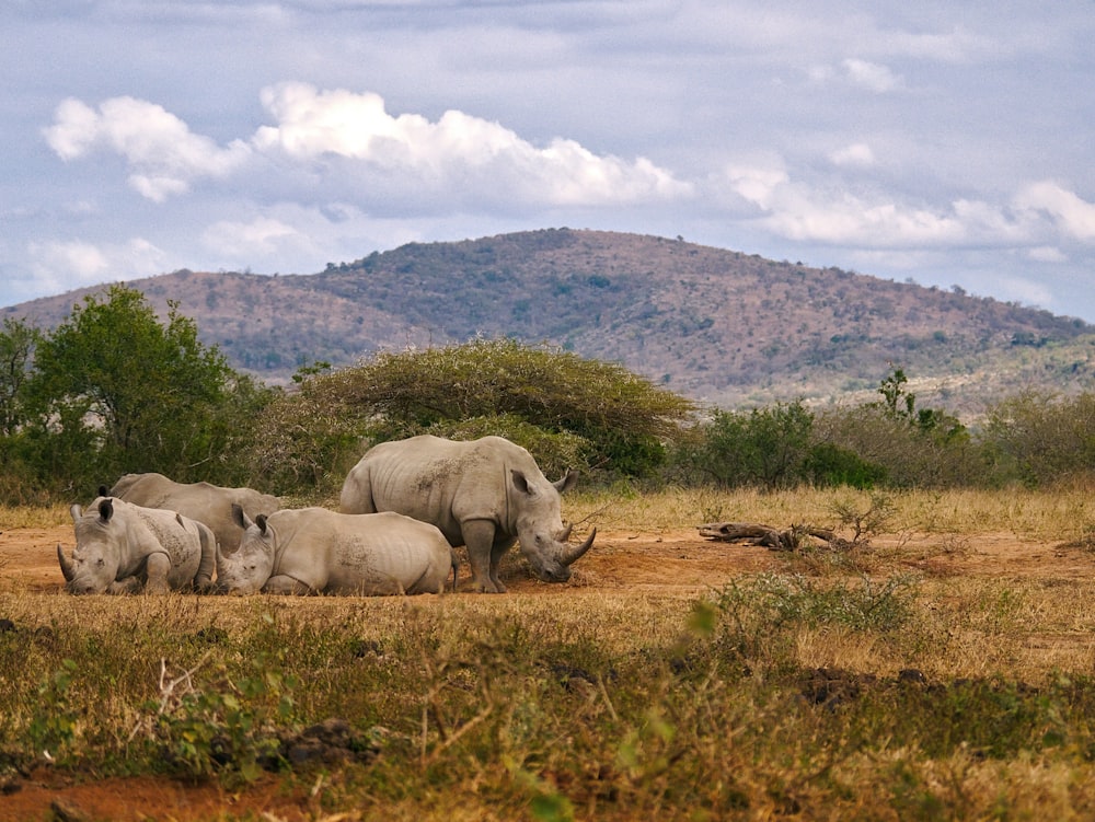 manada de rinocerontes grises descansando en el suelo durante el día