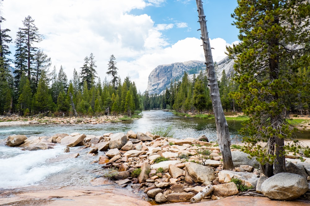 river surrounded by trees at daytime