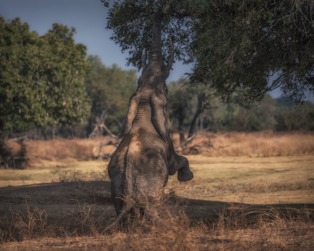 photo of gray elephant