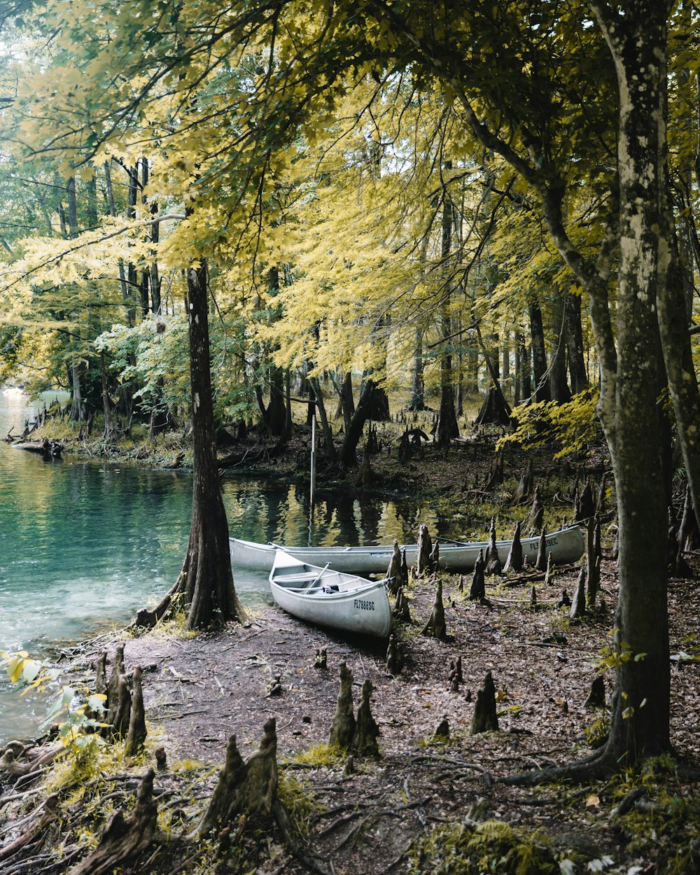 two gray canoes beside green trees