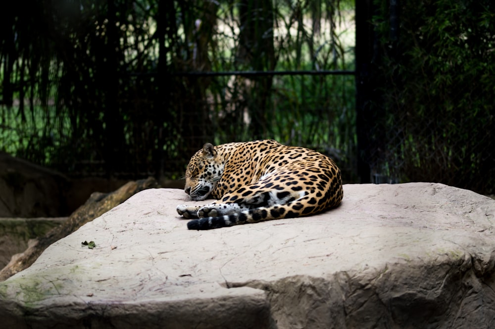 leopardo sdraiato su superficie marrone