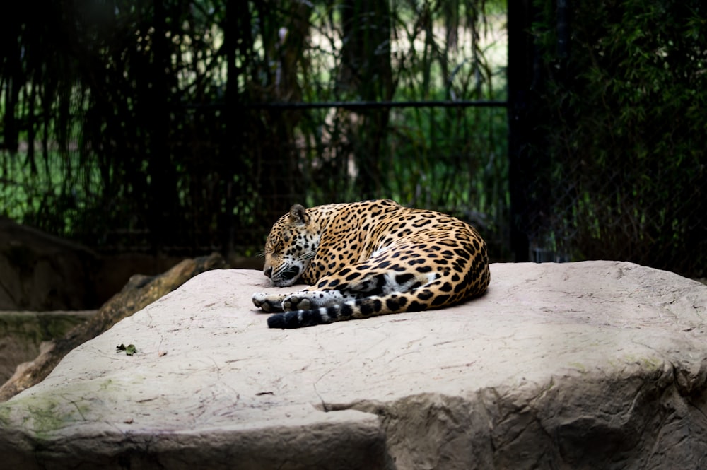 Leopard auf brauner Oberfläche liegend