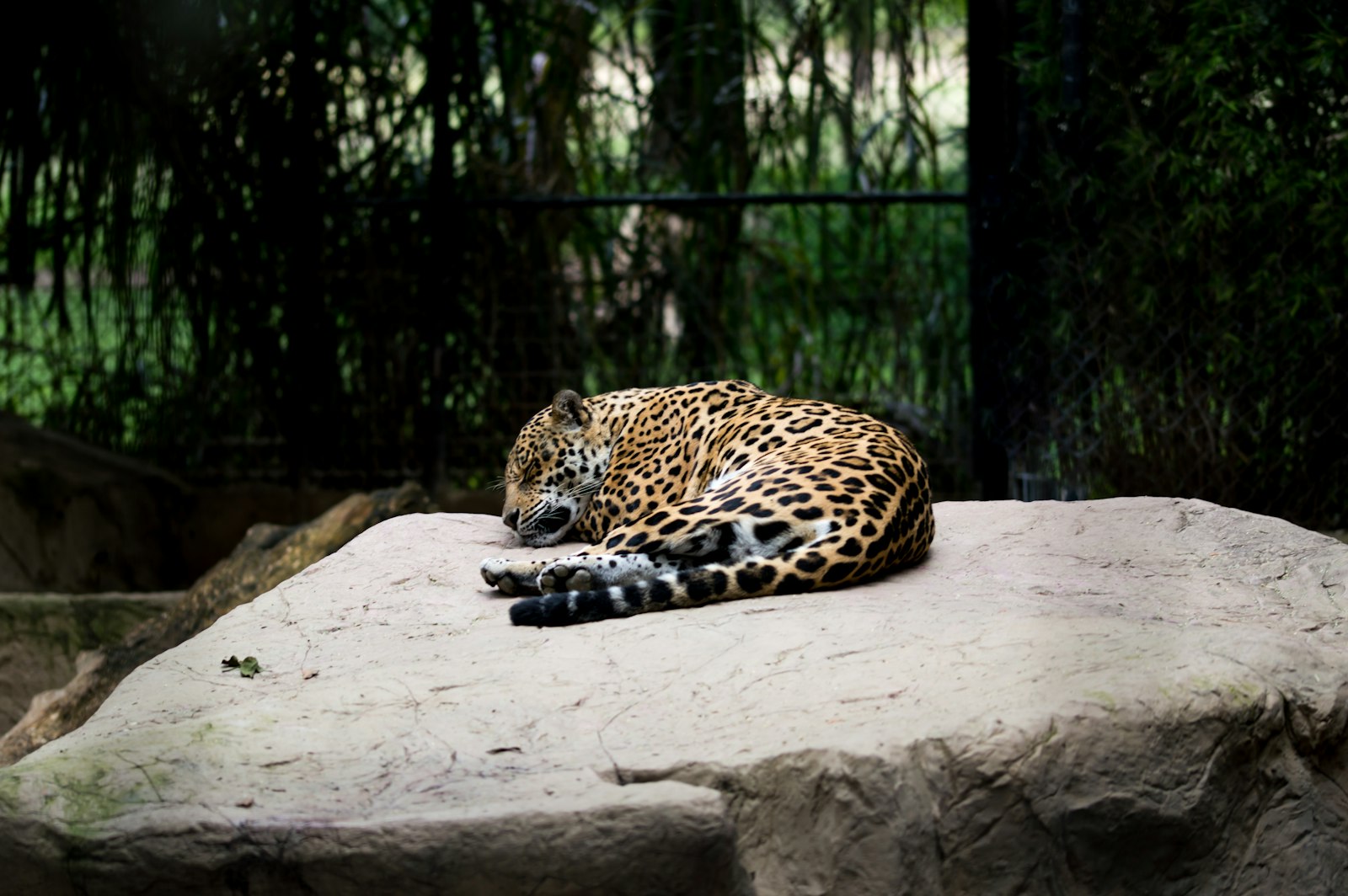 Nikon D3200 + Sigma 105mm F2.8 EX DG OS HSM sample photo. Leopard reclining on brown photography