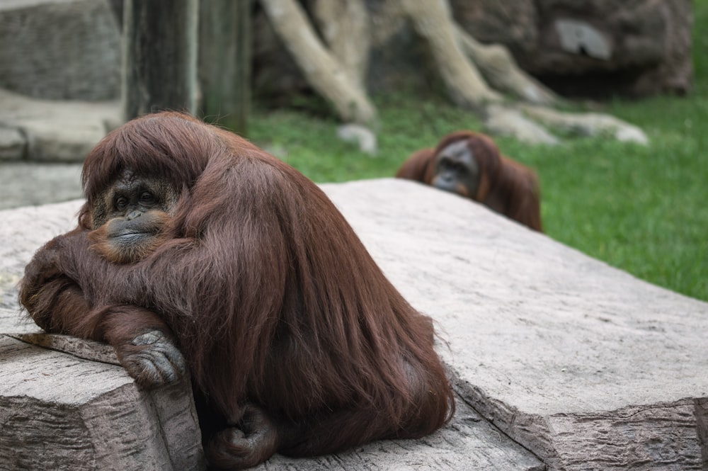 two brown monkeys sitting on floor at daytime