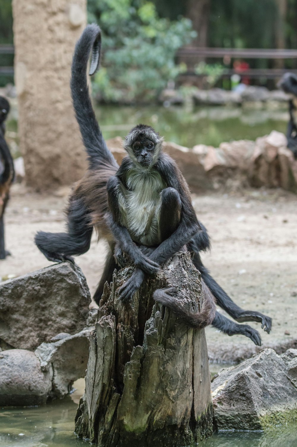 black monkey sitting on tree slab