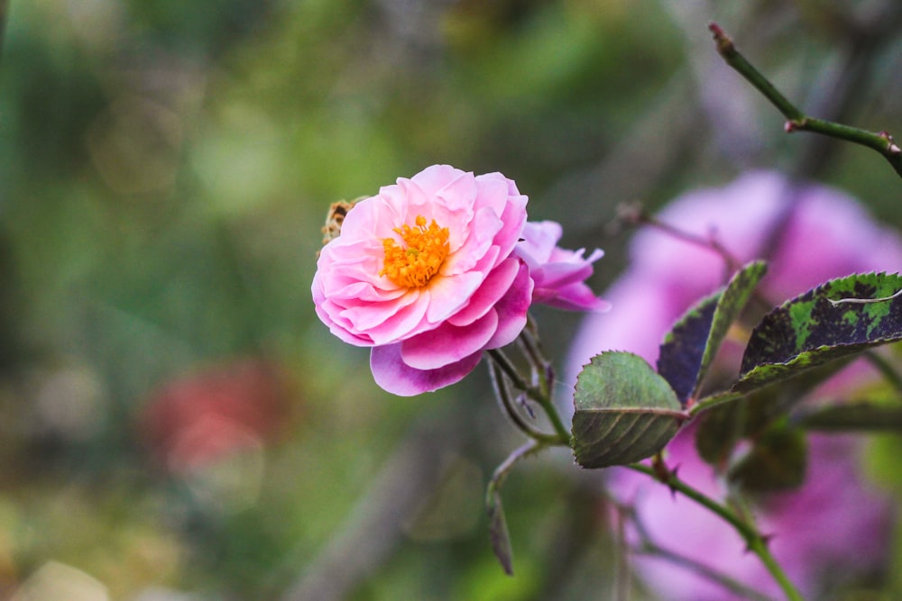 pink flower in tilt shift lens photography