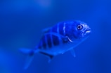 silver fish
