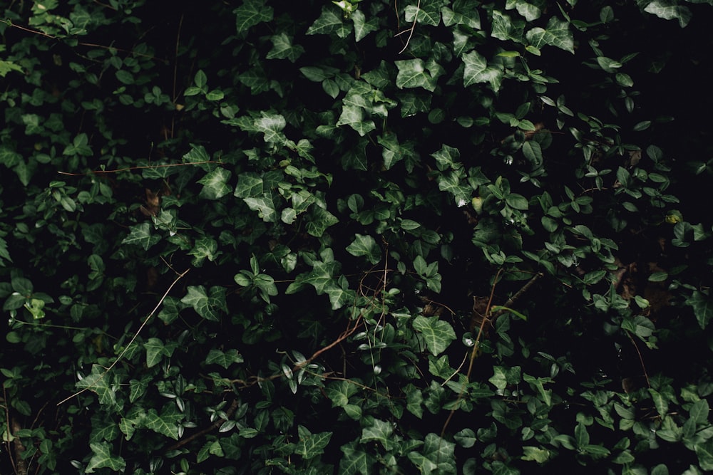 wall of plant