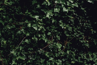 wall of plant ivy google meet background