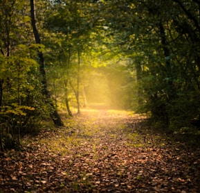 brown grass surrounded by green trees