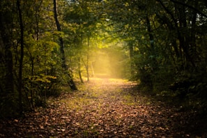 brown grass surrounded by green trees