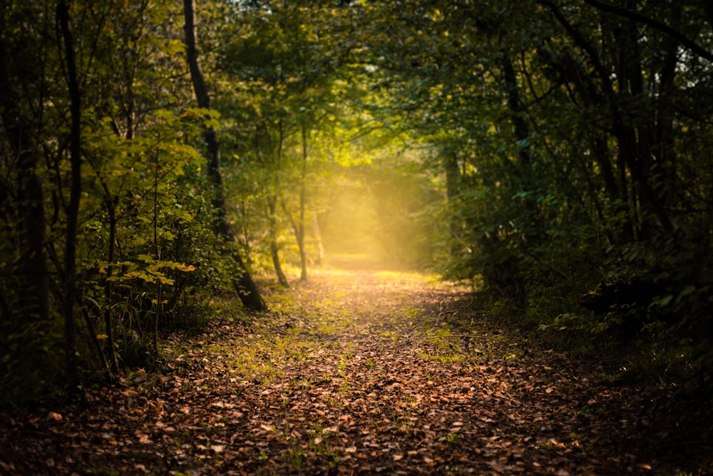 herbe brune entourée d’arbres verts