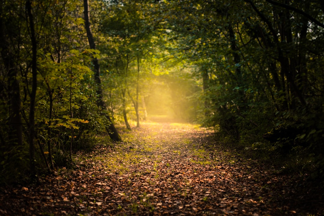 brown grass surrounded by green trees, Mystic Autumn