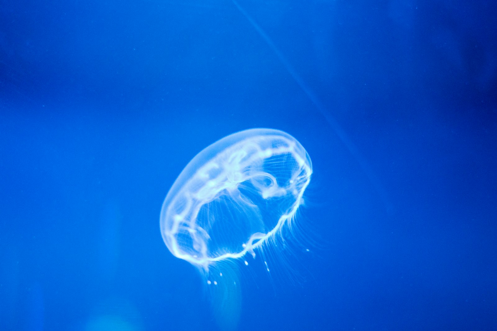 Nikon D3200 + Sigma 50mm F1.4 EX DG HSM sample photo. Underwater jellyfish photography