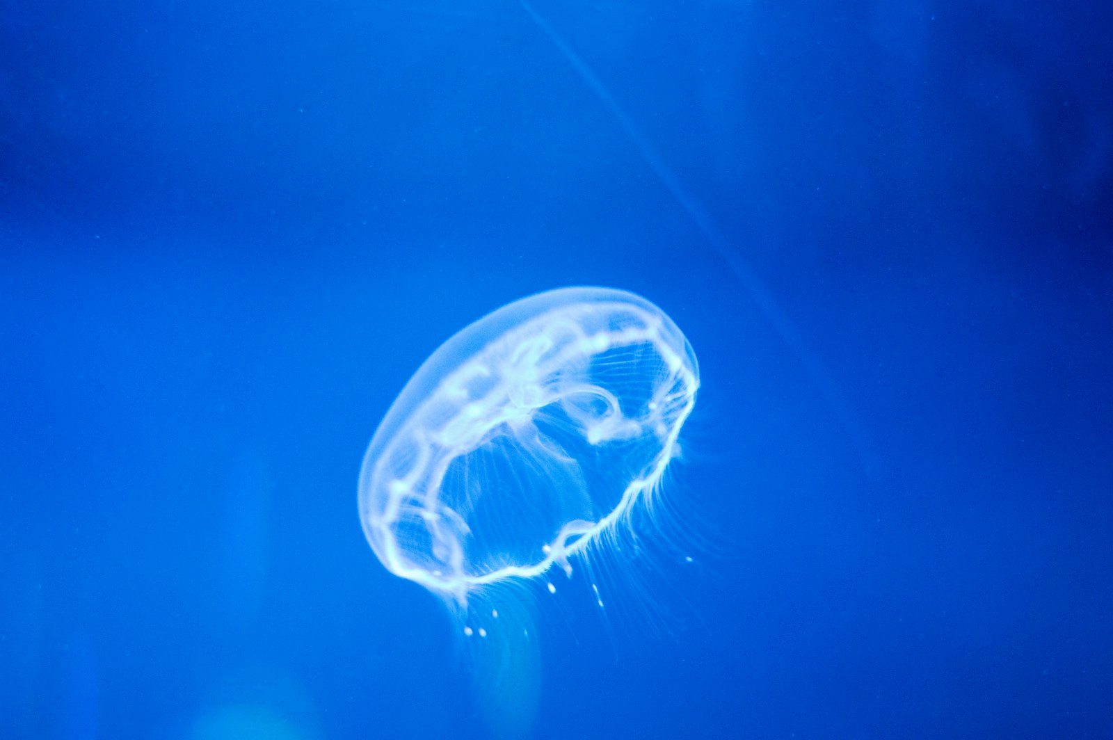 Sigma 50mm F1.4 EX DG HSM sample photo. Underwater jellyfish photography