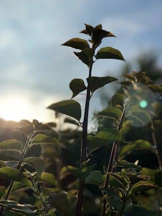 Sunlight filtering through a field of tall, healthy CBD plants.