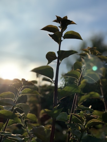 Sunlight filtering through tall plants cultivated carefully in Verdeforte’s fields.