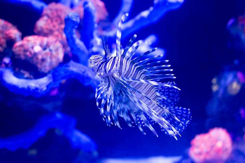 black and white lion fish