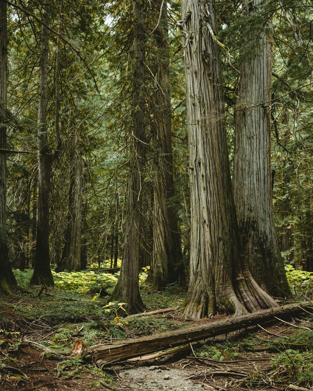 a forest filled with lots of tall trees