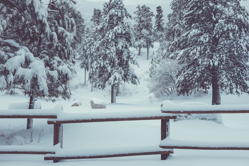 Pine trees covered with snow