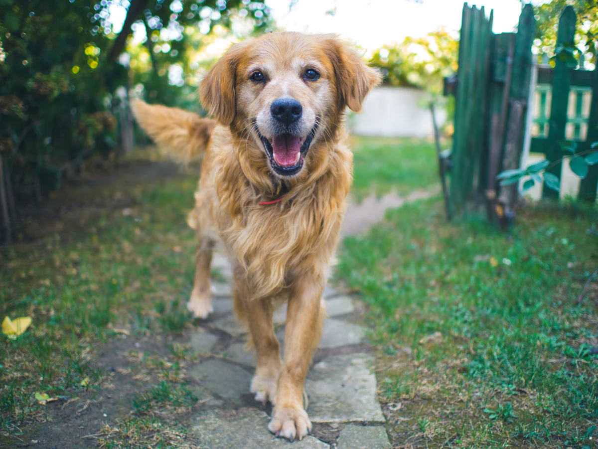 Older dog standing carefully on a paved path outdoors