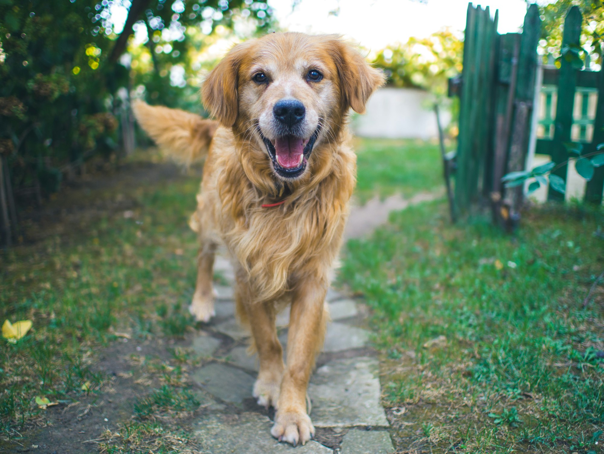 how to keep dog away from fence