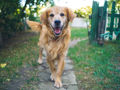 dog standing on pavement friendly teams background