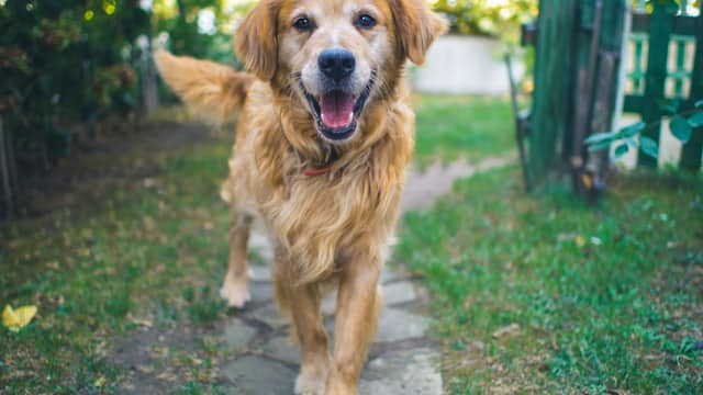 Schweißhund