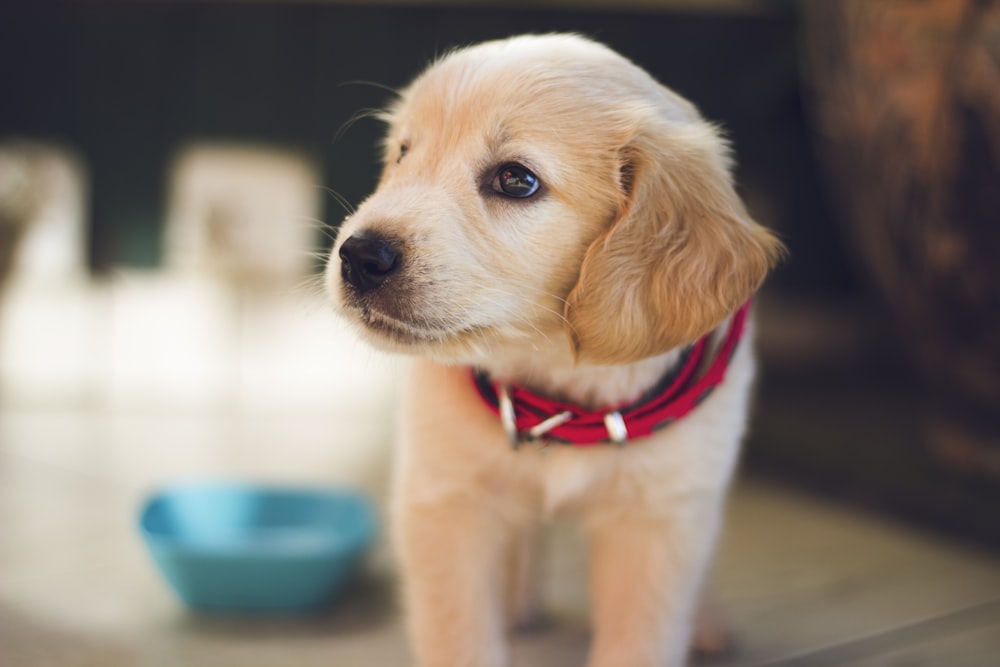 selective focus photography of short-coated brown puppy facing right side