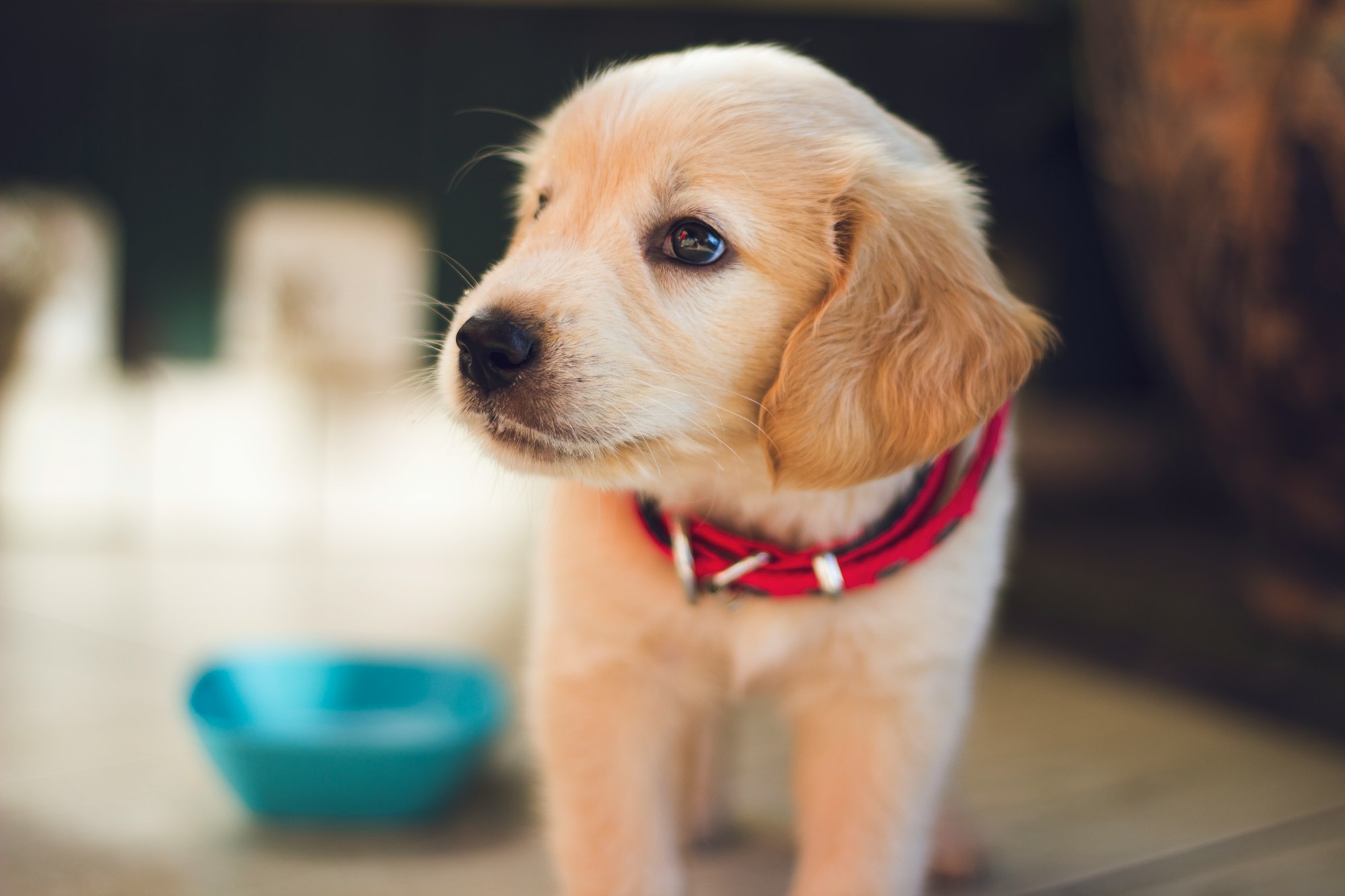 Sweet blonde cocker spaniel puppy with a red collar standing beside a blue dish
