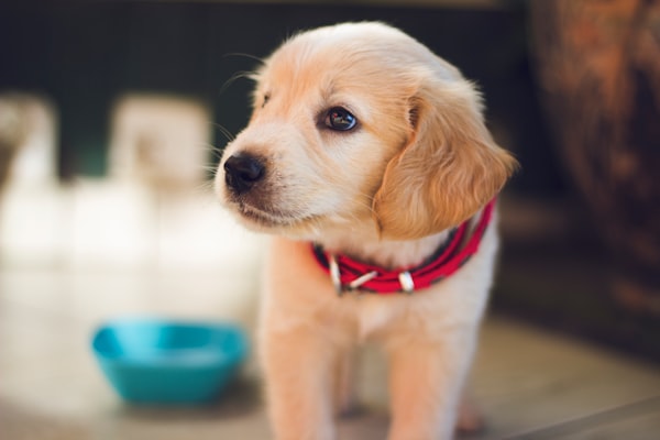 Sweet blonde cocker spaniel puppy with a red collar standing beside a blue dish