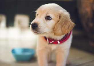 selective focus photography of short-coated brown puppy facing right side