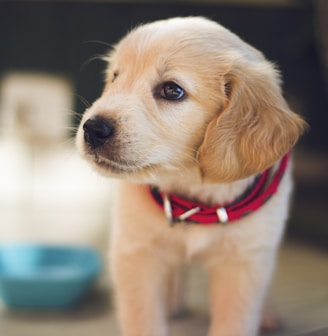 Finding the right puppy food for your new pup is important.