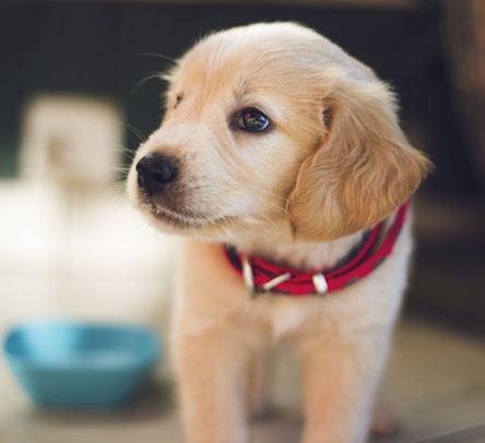 Finding the right puppy food for your new pup is important.
