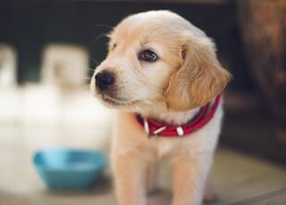 selective focus photography of short-coated brown puppy facing right side