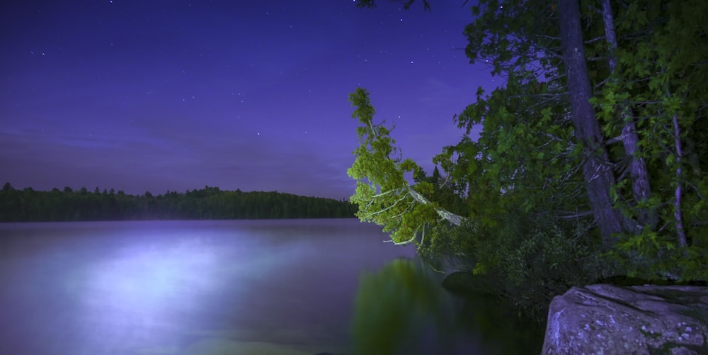 green leafed plants near body of water