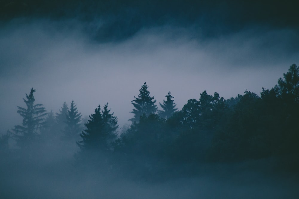 Forêt avec brouillard