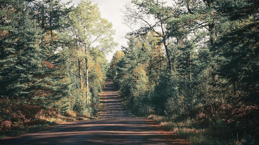 gray roadway between trees during daytime