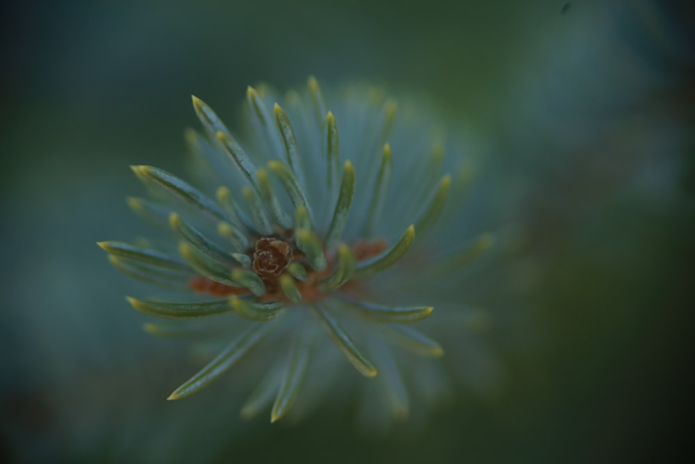 white and green flower in macro lens