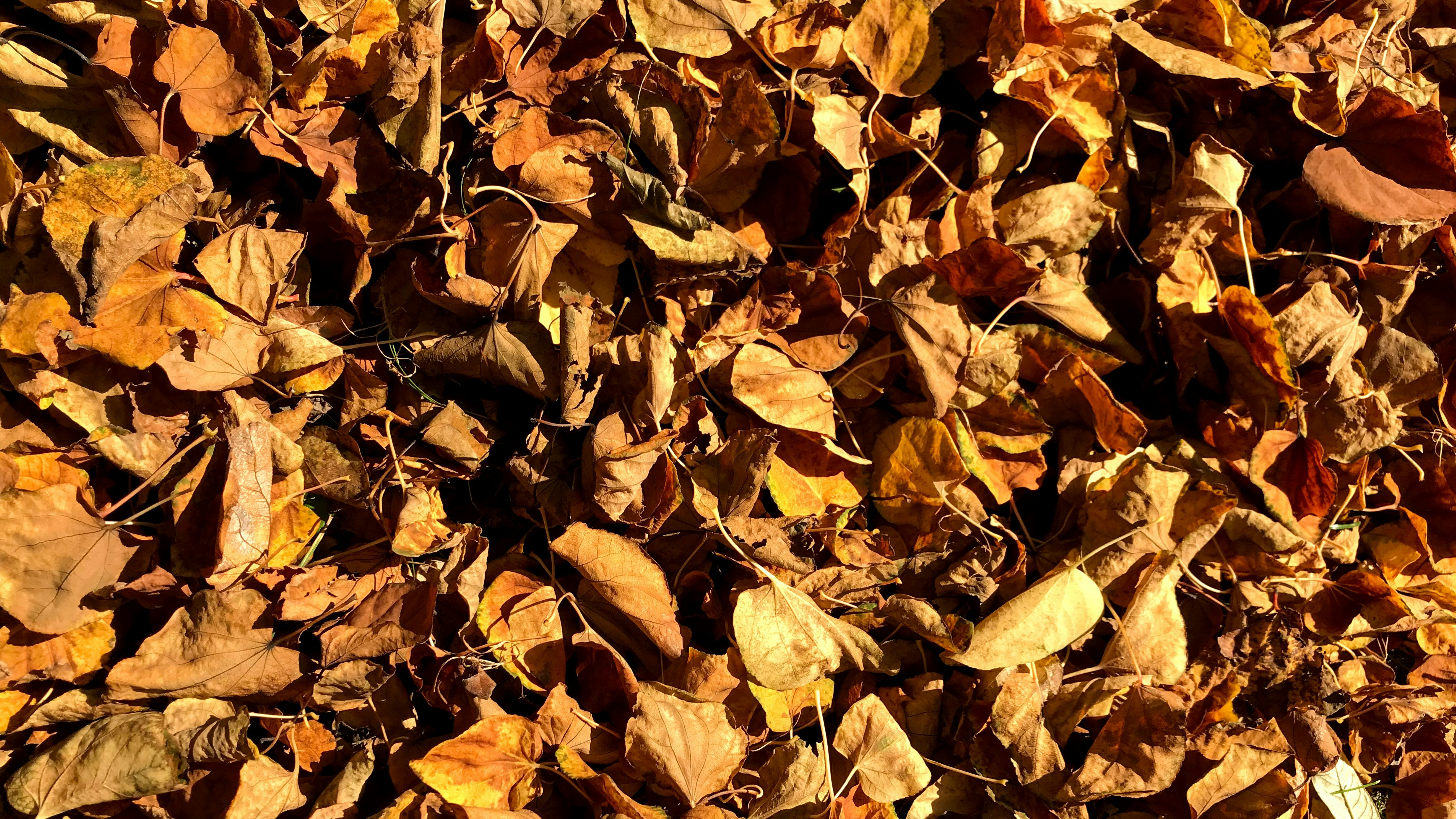 Сухие листья на земле. Гниение листьев. Почва из листьев. Осень листва. Плесень листовой опад.