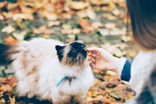 Ragdoll cat