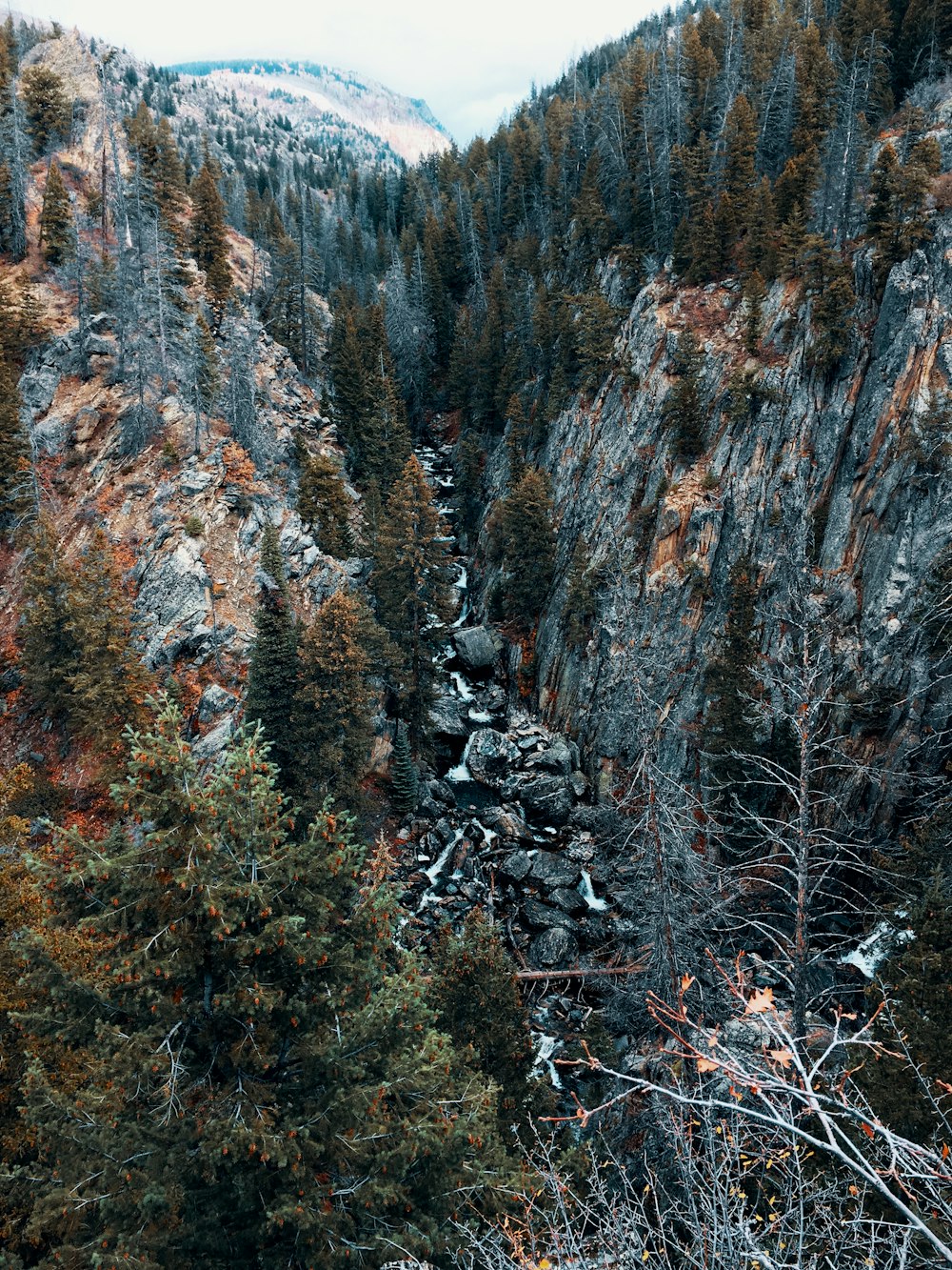 aerial photography of green trees on hills