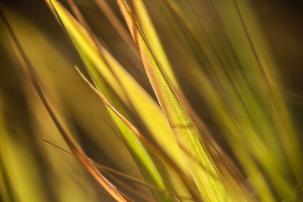 green leaves