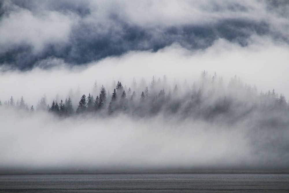 trees surrounded by fog