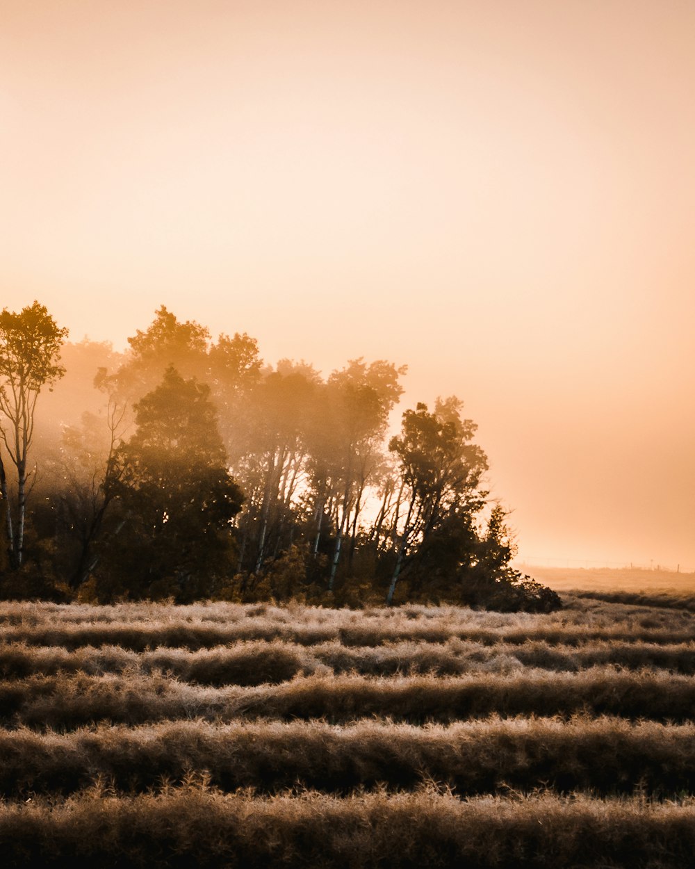 grass field near forest